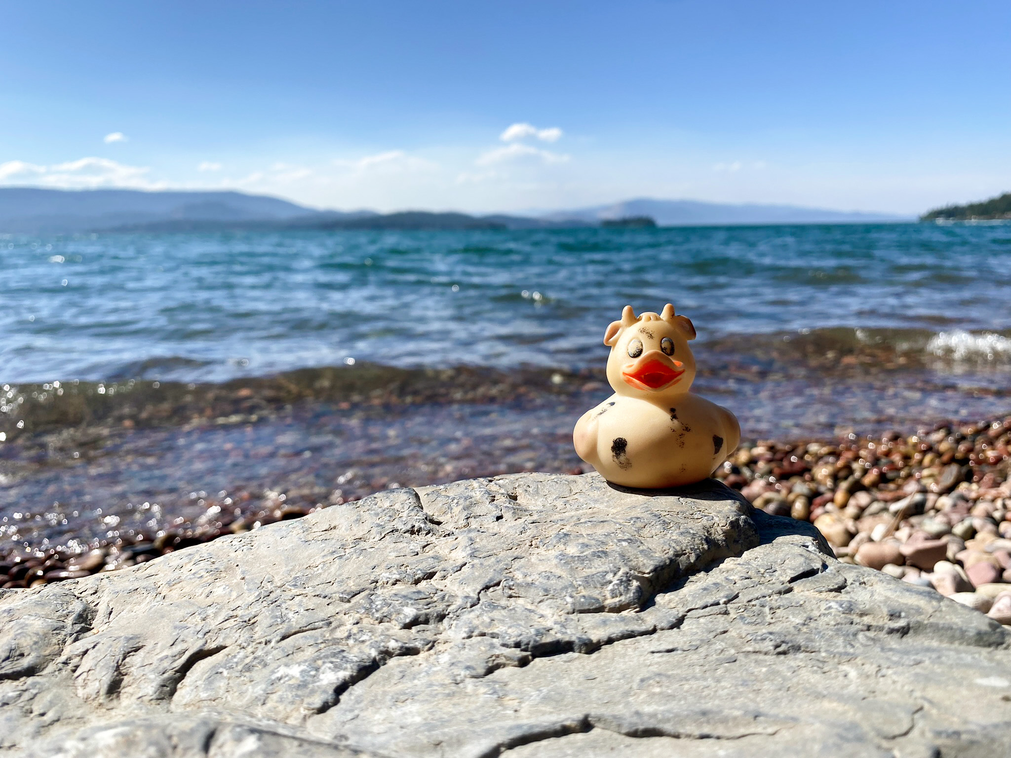 A photo of Bella at Flathead Lake, Finley Point, Montana.