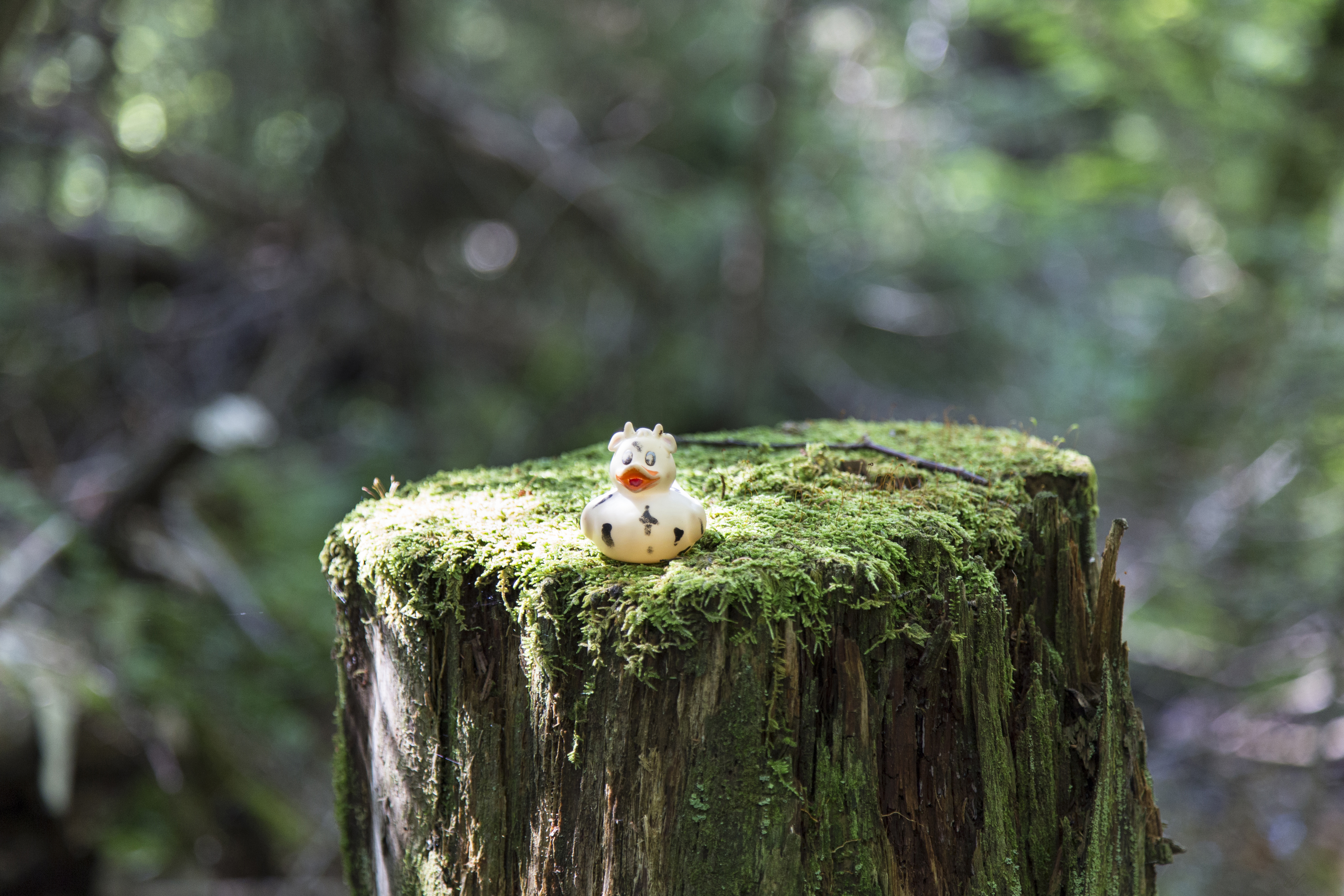 A photo of Bella the duck near the Appalachian Trail at Mount Greylock, Massachusetts