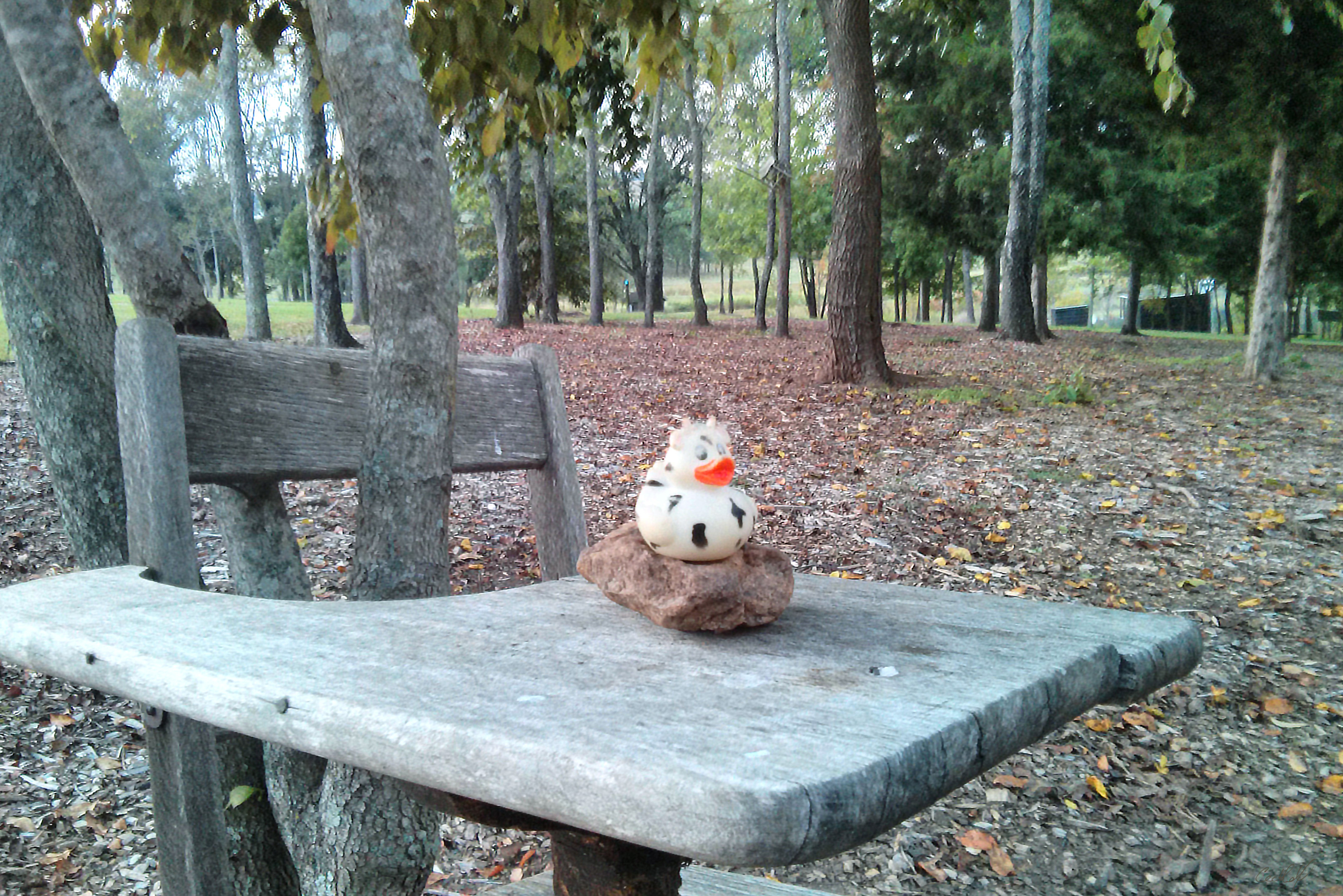 A photo of Bella the duck at the North Carolina Museum of Art, Raleigh, North Carolina