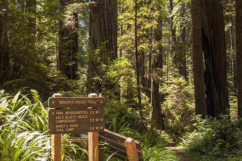 A photo of Bella the duck at Redwood National Park, California